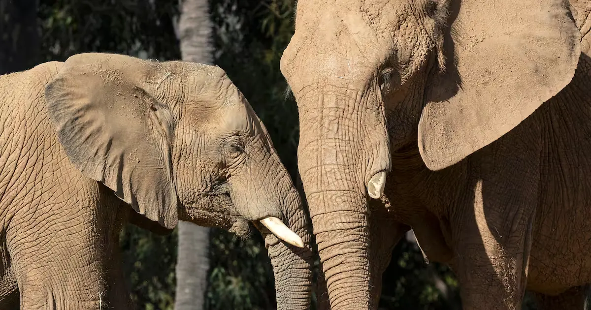 Un incidente fatal reabre el debate sobre el contacto humano con la fauna salvaje en Tailandia.