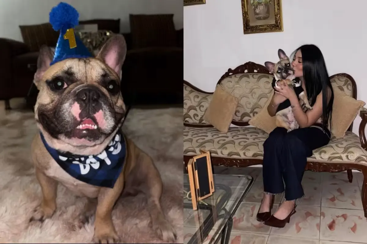 La muerte de un bulldog por presunta negligencia genera indignación en redes sociales y respuesta del establecimiento.