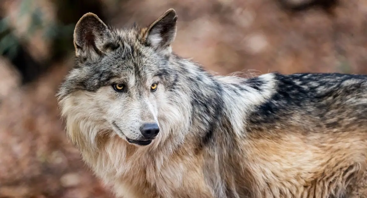 La reintroducción se logra gracias a la colaboración comunitaria y científica en Durango.