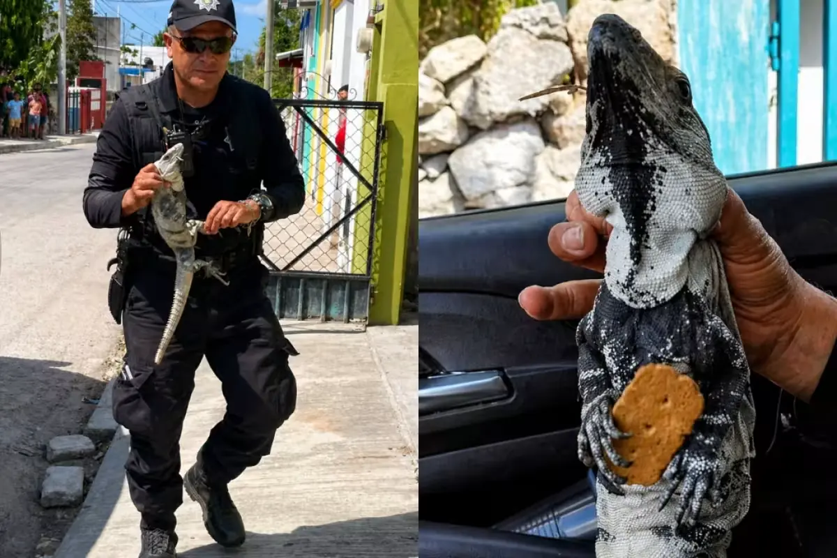 Un inusual enfrentamiento reptil en Yucatán generó la intervención de la policía.