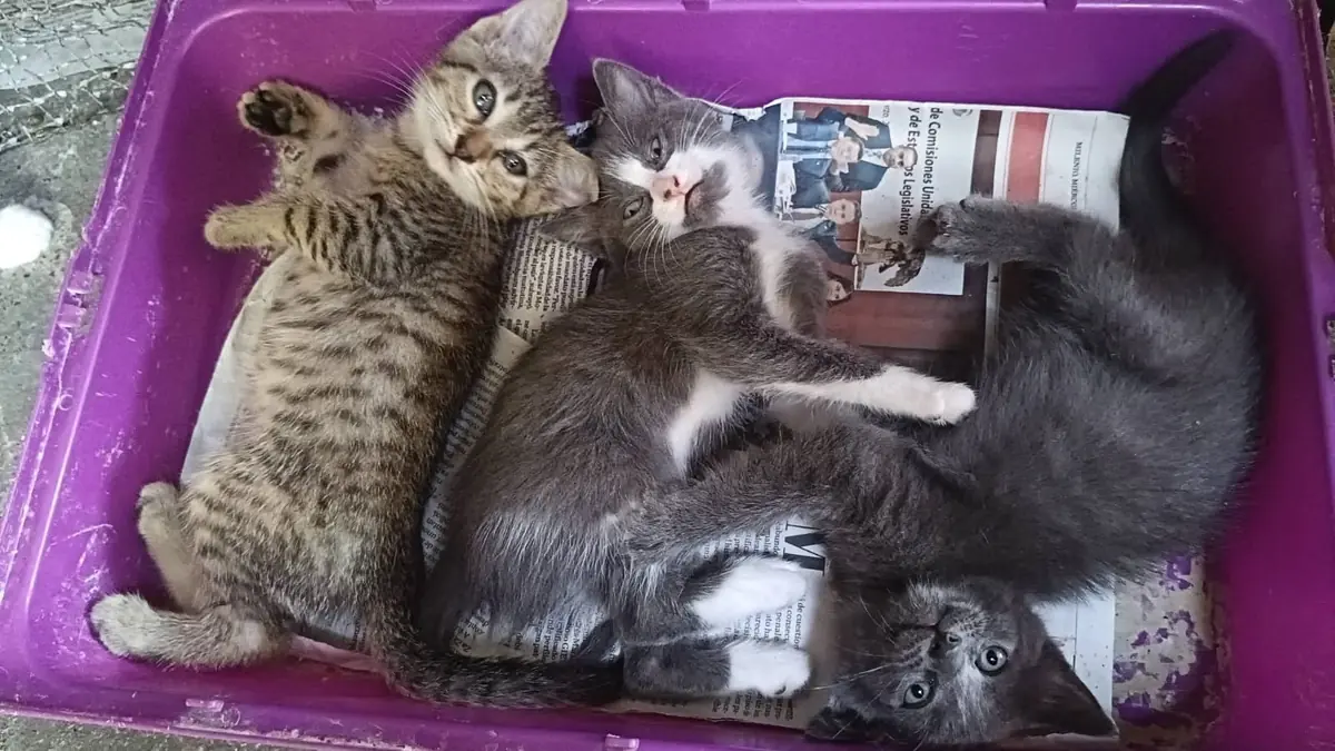 La vigilancia en la higiene de animales es crucial para prevenir la infestación.