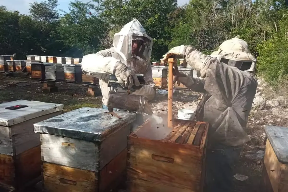 La disminución de las abejas y el uso de agroquímicos amenazan la producción de miel en la región.