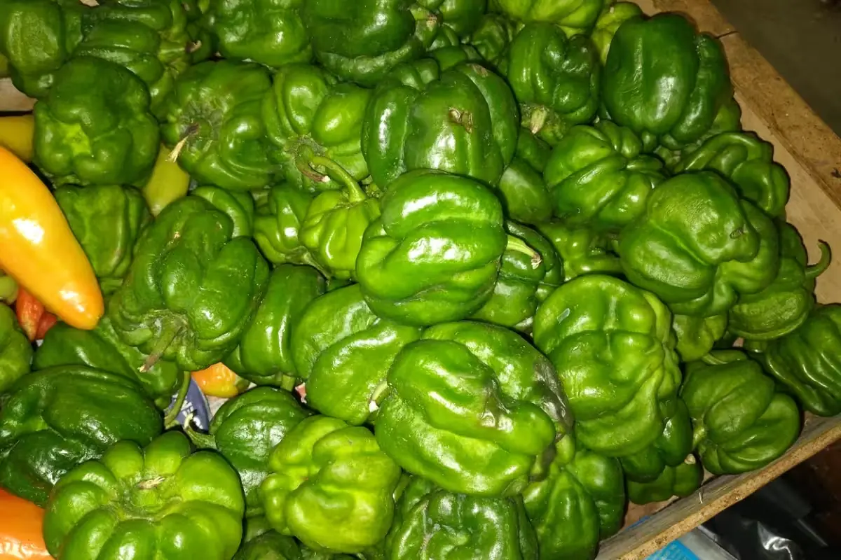 La escasez en la región provoca un incremento histórico en el costo del chile dulce, afectando a los compradores.