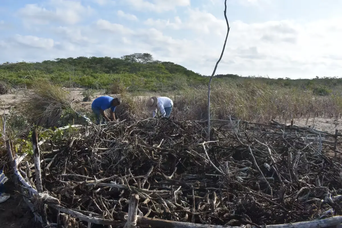 La restauración de ecosistemas clave en Yucatán enfrenta un proceso prolongado que puede tardar hasta siete años.