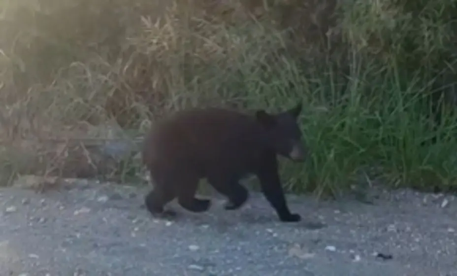 Autoridades activan protocolos de seguridad ante la presencia de un oso en zona habitacional.