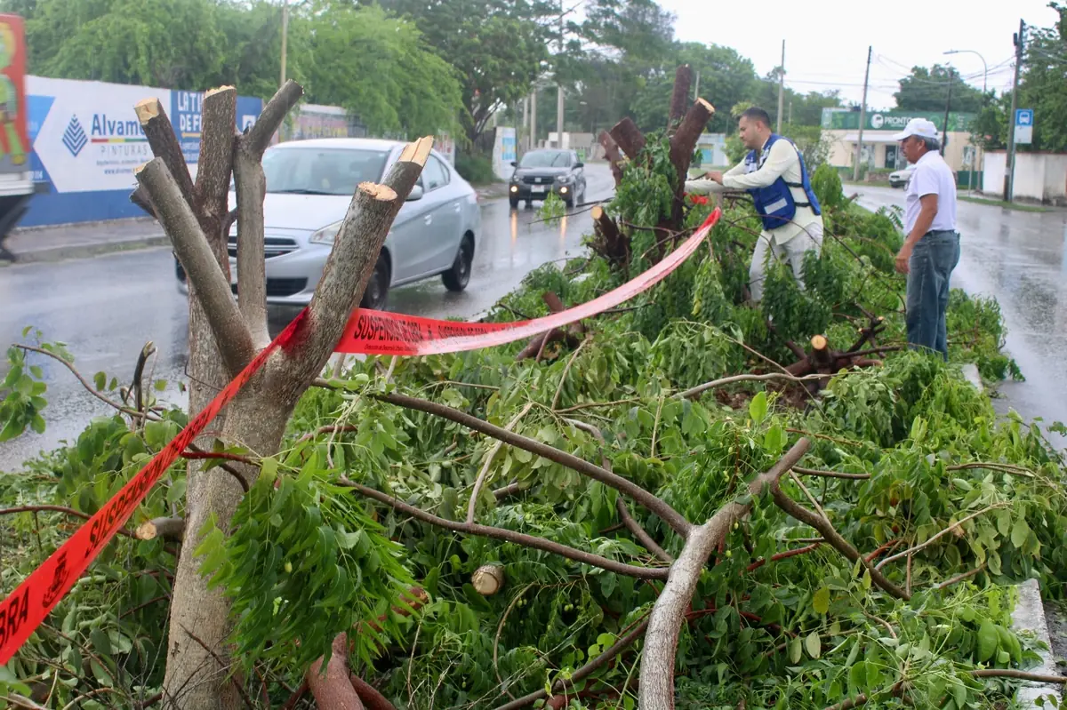 La acción busca proteger el arbolado urbano y los recursos naturales de la ciudad.