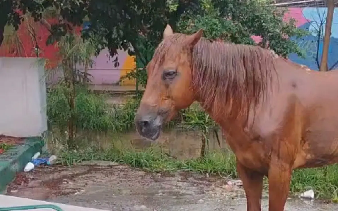 La presencia de un caballo suelto preocupa a vecinos y representa un riesgo vial.