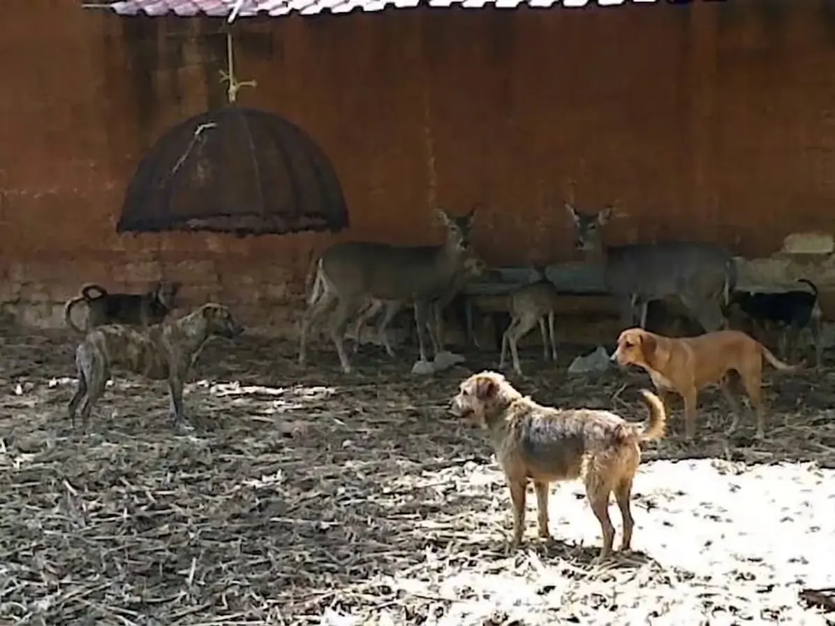 Cuatro perros involucrados en el ataque a fauna del zoológico fueron asegurados por las autoridades municipales.