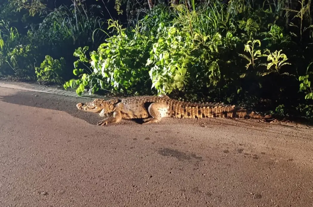 Los reptiles fueron rescatados en una carretera y devueltos a su hábitat natural.