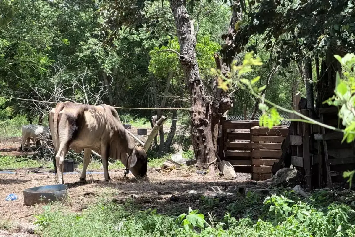 La Secretaría de Desarrollo Rural asegura que la plaga está bajo control y se implementan estrategias para su contención.