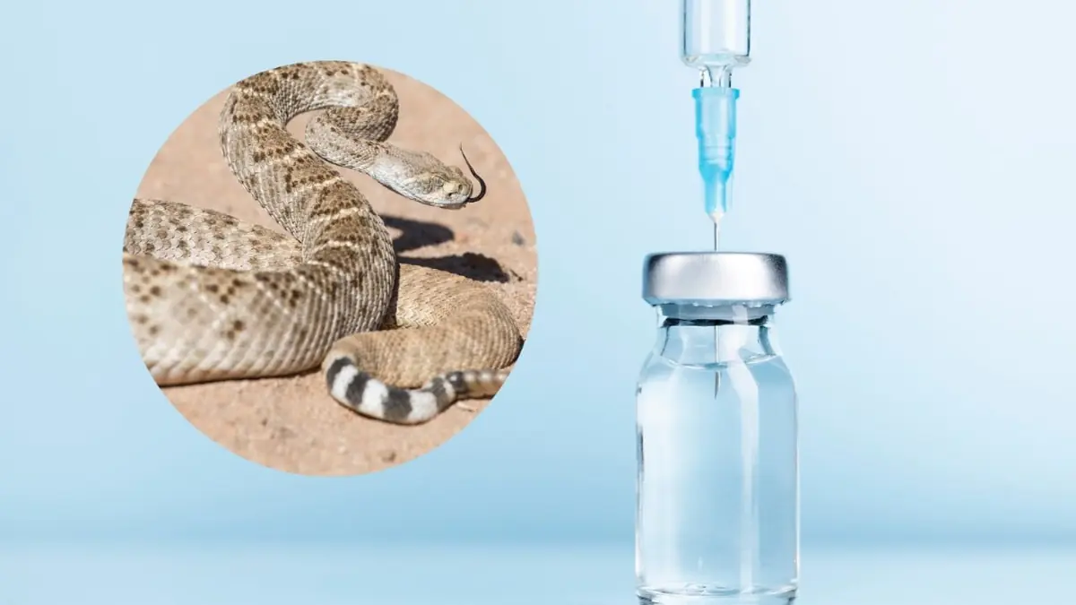 El tratamiento para mordeduras de serpiente puede ser costoso y no siempre está disponible.