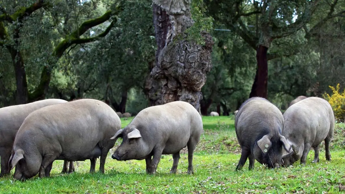 El sector porcino apuesta por el ibérico, liderando la producción nacional.