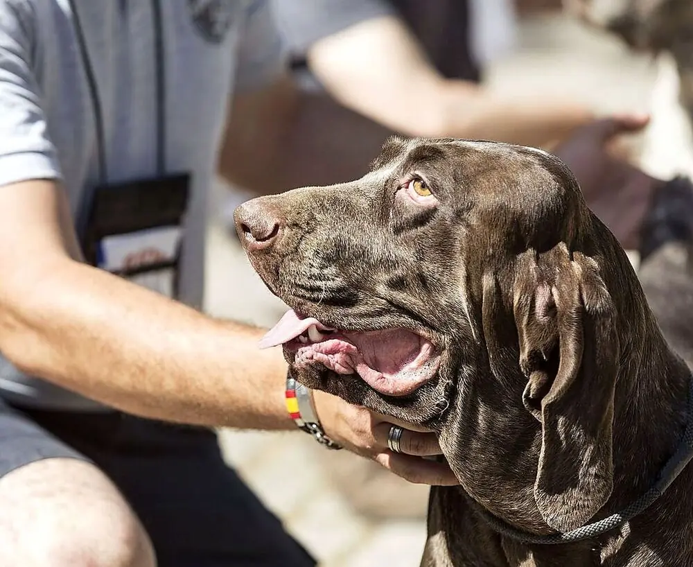 Exigen al Ayuntamiento condiciones claras para el tradicional evento canino.