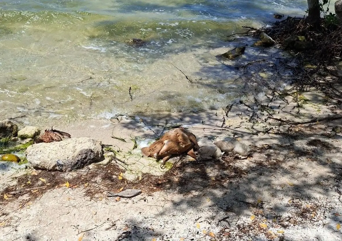 La presencia de animales sin cabeza genera preocupación por posibles riesgos sanitarios.