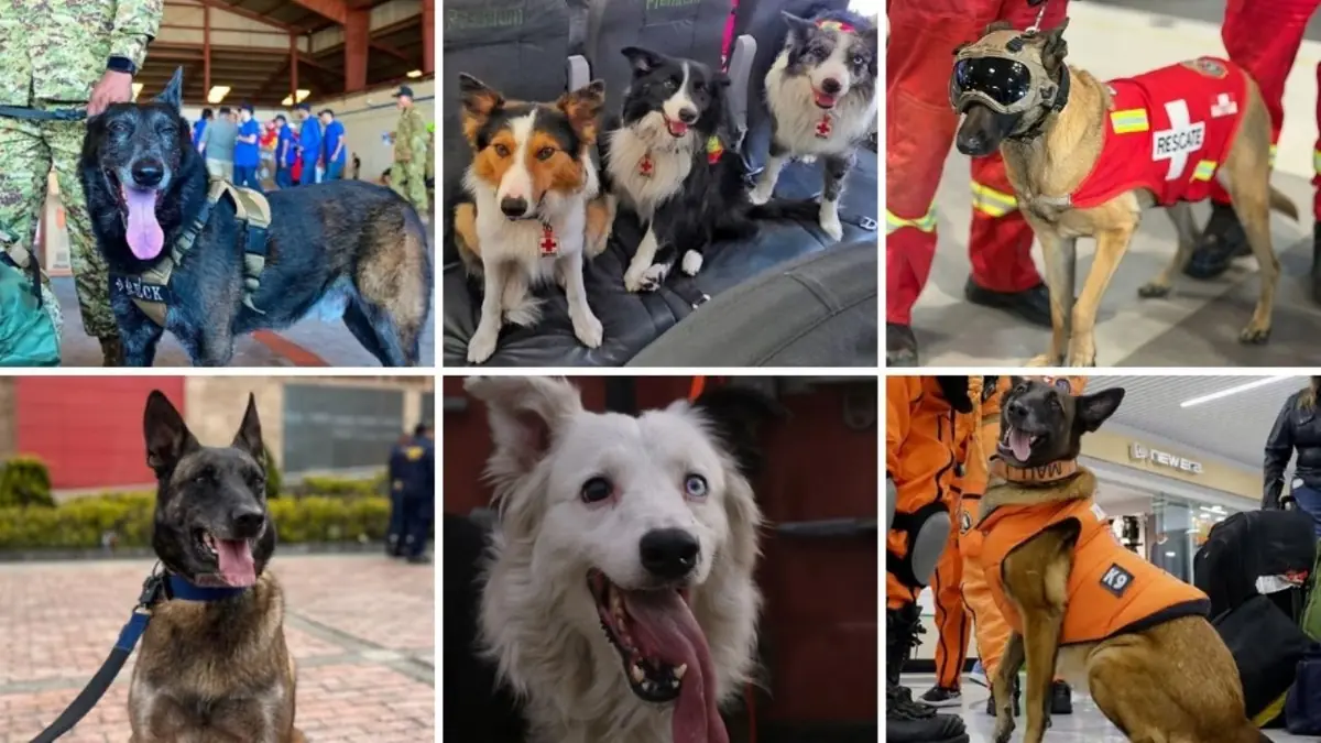 Equipos internacionales de rescate destacan labor de perros en localización de sobrevivientes.