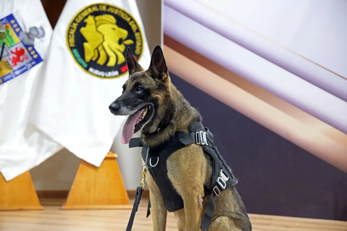 La Fiscalía de Nuevo León celebra la trayectoria de los agentes caninos que contribuyeron a la seguridad estatal.