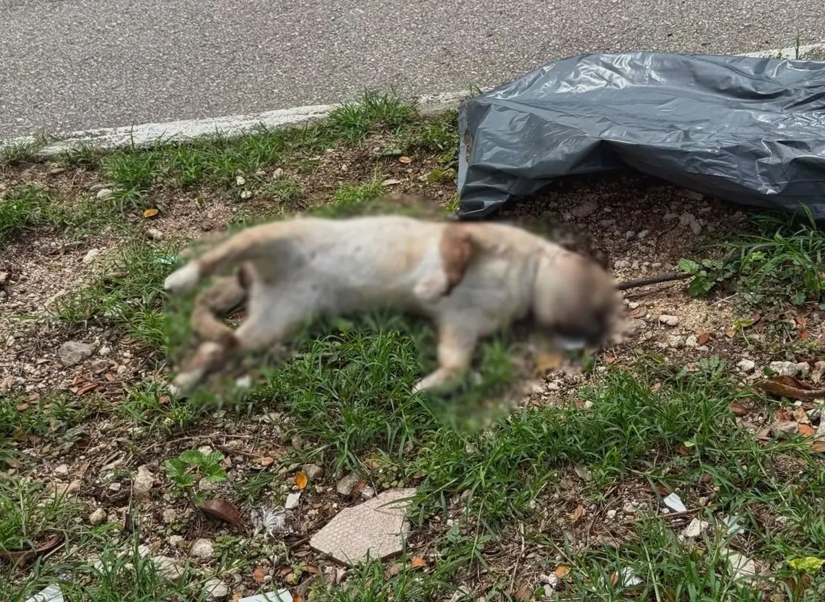 Un caso de envenenamiento animal genera alarma en la comunidad de Mérida.