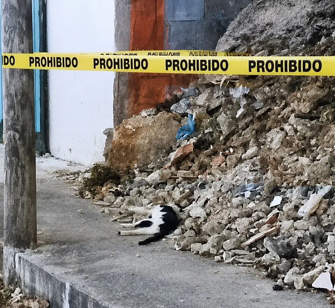 Tres felinos fueron hallados sin vida, lo que desata una alarma en la comunidad sobre el maltrato animal.