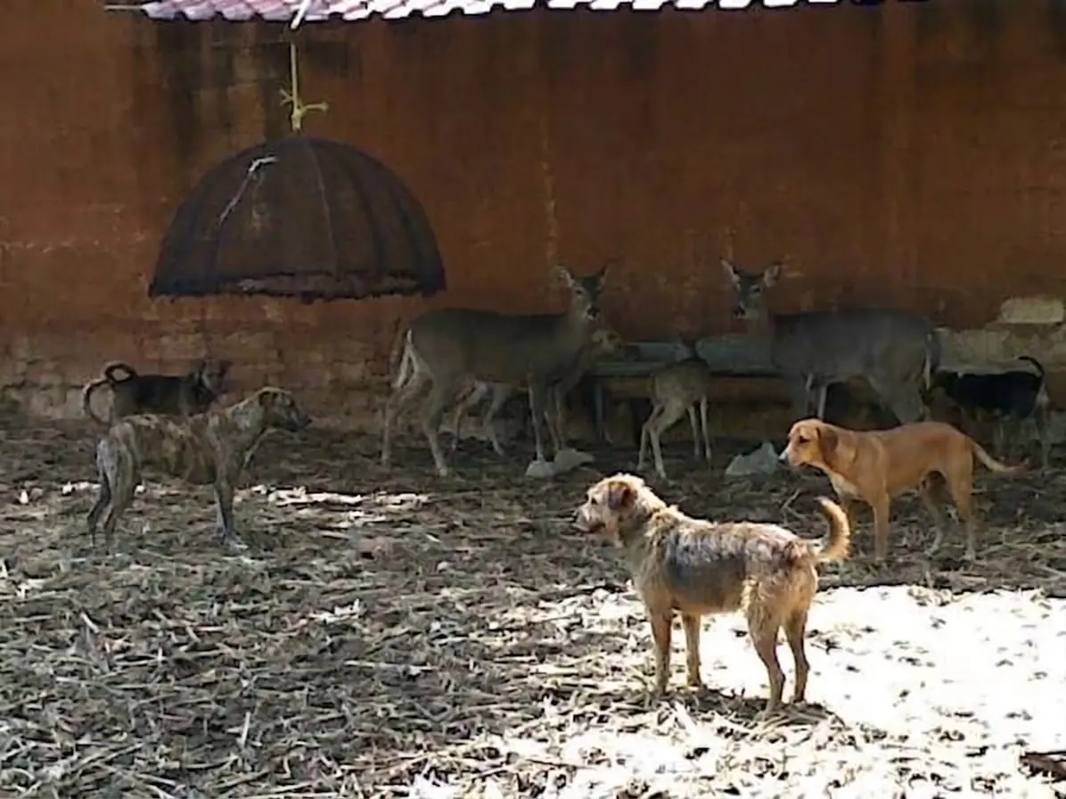 Dos venados y cuatro borregos fallecieron tras el ataque de perros en el parque.