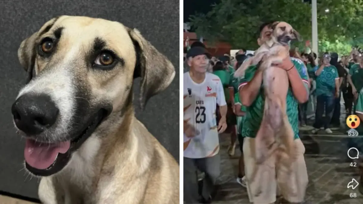 La transmisión en vivo de un aficionado ayudó a la joven a localizar a su mascota en Ciudad de México.