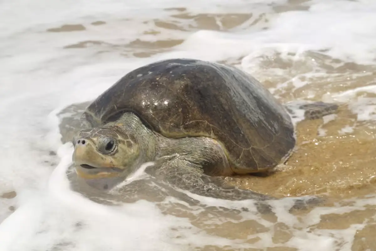 La historia de Verdín destaca la importancia de la conservación de tortugas marinas en Yucatán.