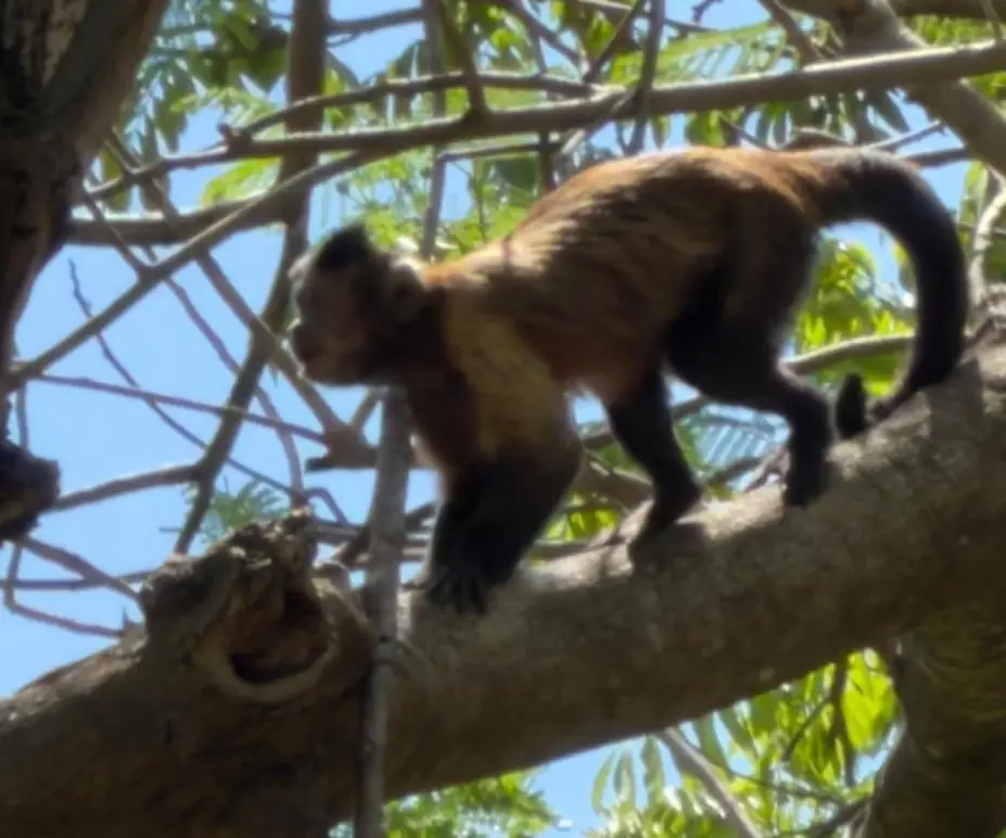 Un ejemplar de mono capuchino fue capturado sin incidentes tras su escape matutino en el zoológico.