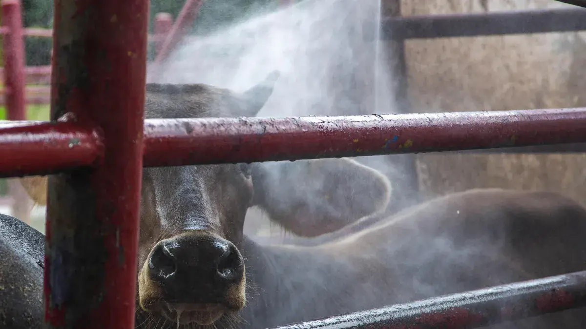 Ambas naciones toman medidas frente a la expansión del gusano barrenador en el norte de México, asegurando la salud animal.
