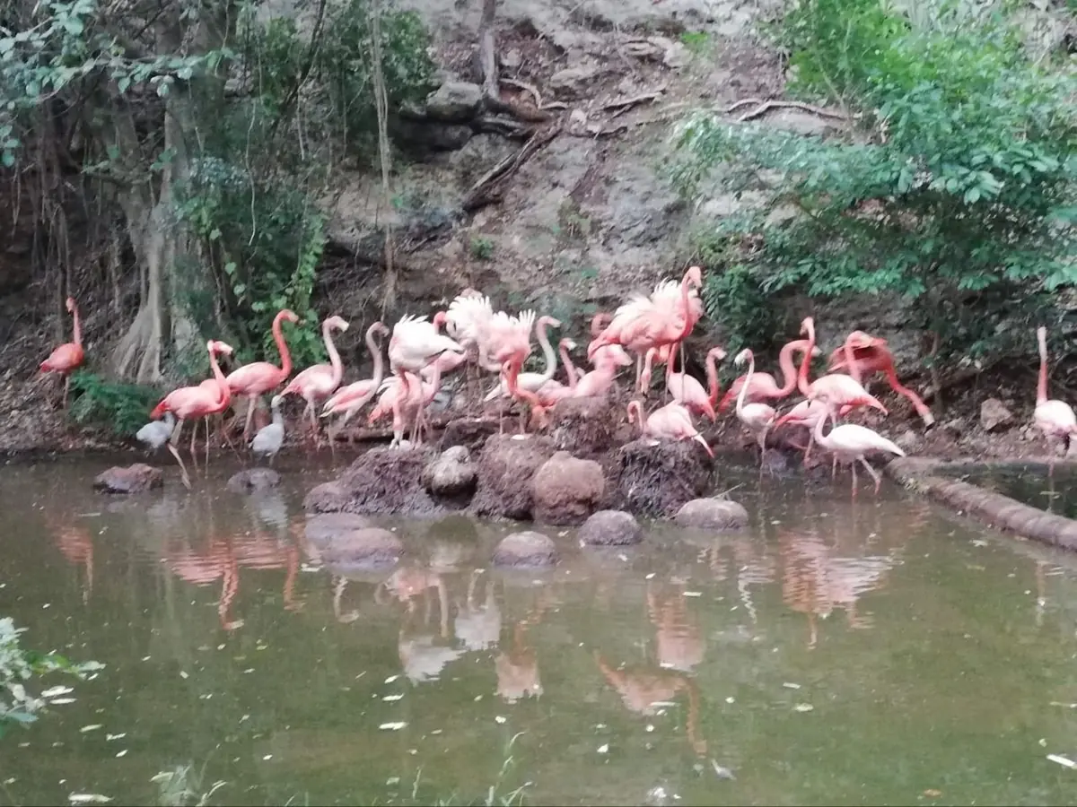 Este nacimiento refuerza el programa de conservación de especies amenazadas en la región.
