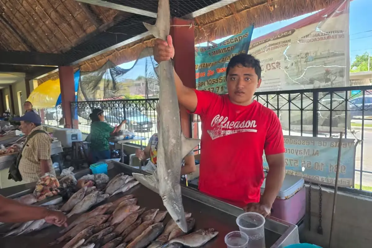 Pese a la buena captura de cazón, los precios deprimen las ganancias de los pescadores locales.