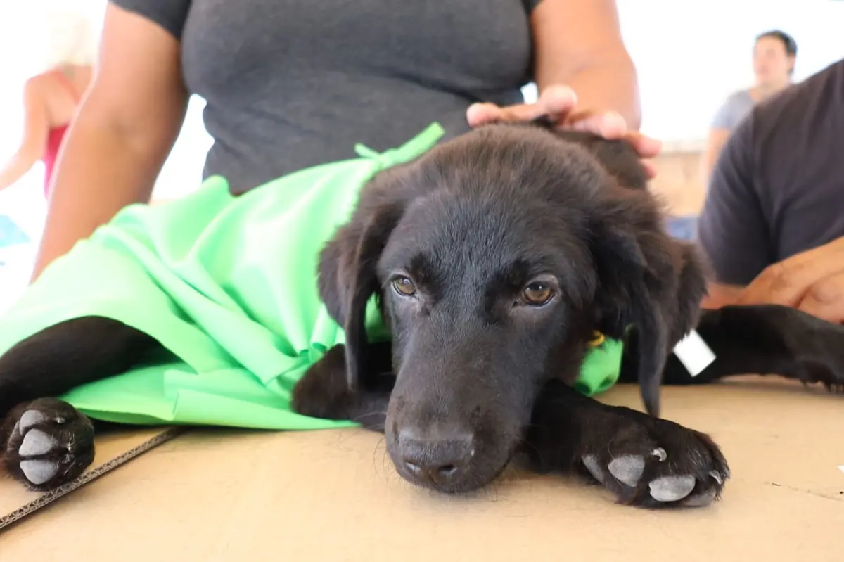 El Ayuntamiento promueve la salud pública mediante la esterilización de mascotas en la comunidad.