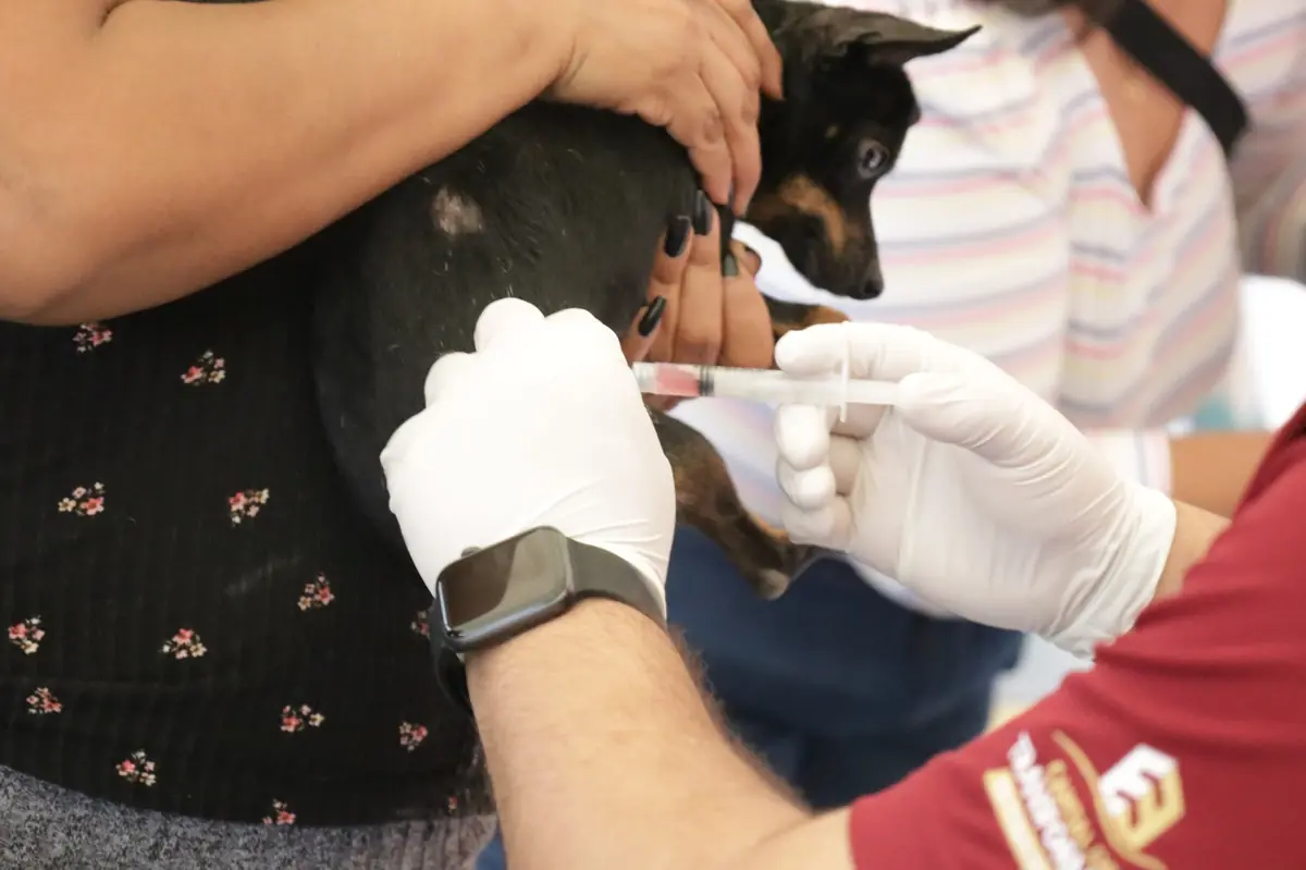 La iniciativa busca reducir la sobrepoblación de animales sin hogar y sus efectos en la salud pública.