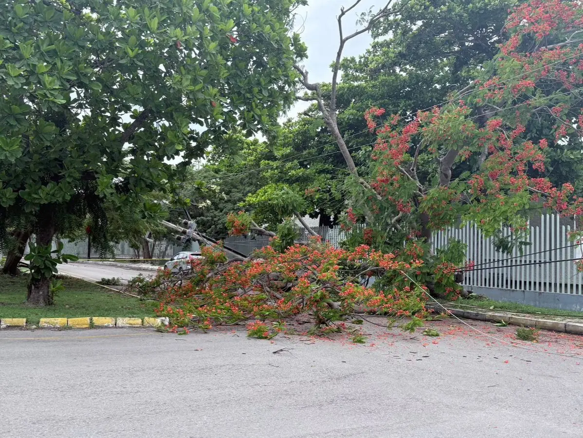 Un incidente en Mérida causó interrupciones en el suministro eléctrico tras la caída de un árbol debido a las recientes lluvias.