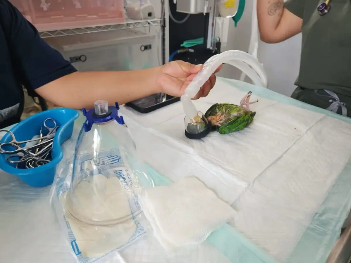Un loro víctima de maltratos recibe atención veterinaria tras severas quemaduras.