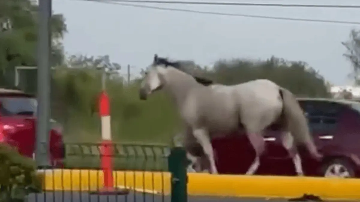 La aparición inesperada de un equino en la vialidad causó asombro y emoción entre los conductores.