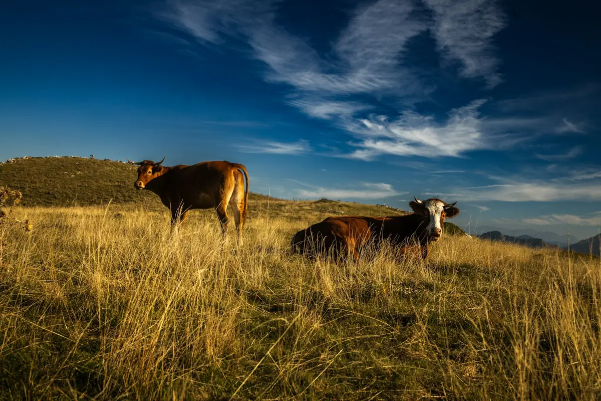 El gusano barrenador representa un desafío sanitario en Guanajuato, impactando la producción agropecuaria.