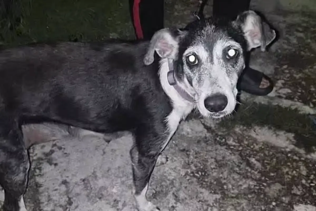La Fiscalía General del Estado actúa ante denuncias de maltrato animal en Vergel 65.