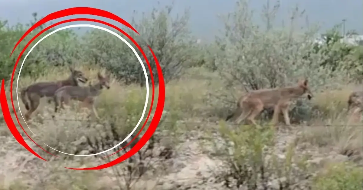 Vecinos registran a cuatro coyotes merodeando en calles de Cumbres Poniente, reavivando preocupaciones sobre fauna silvestre.