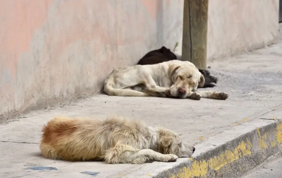 Las autoridades implementan un operativo para abordar el creciente maltrato y abandono animal en la ciudad.