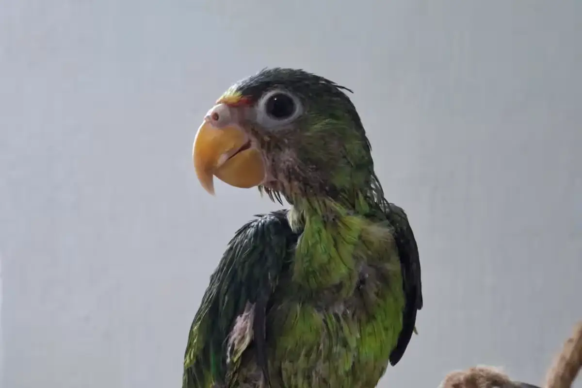 La lorita, víctima de crueldad, se recupera en Yucatán tras ser rescatada.