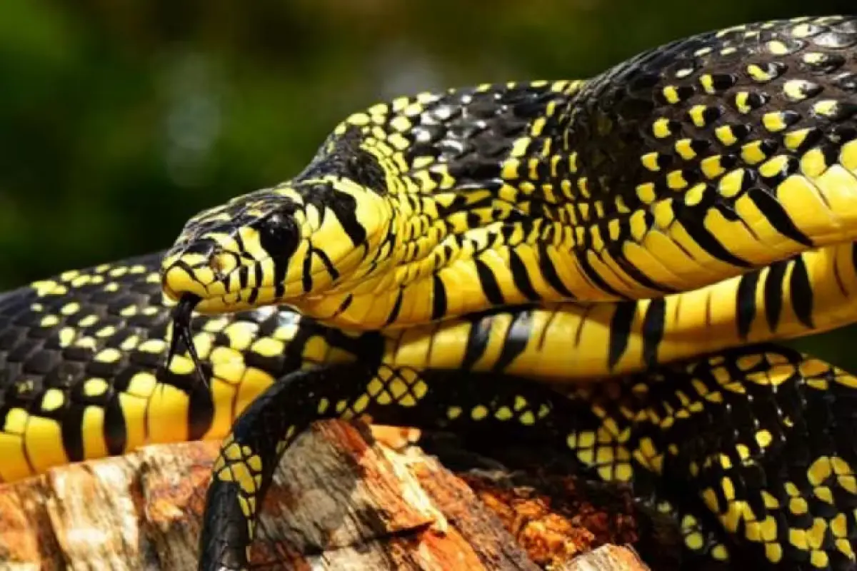 El Día Mundial de la Serpiente promueve la conciencia sobre su rol en el ecosistema y la necesidad de conservarlas.