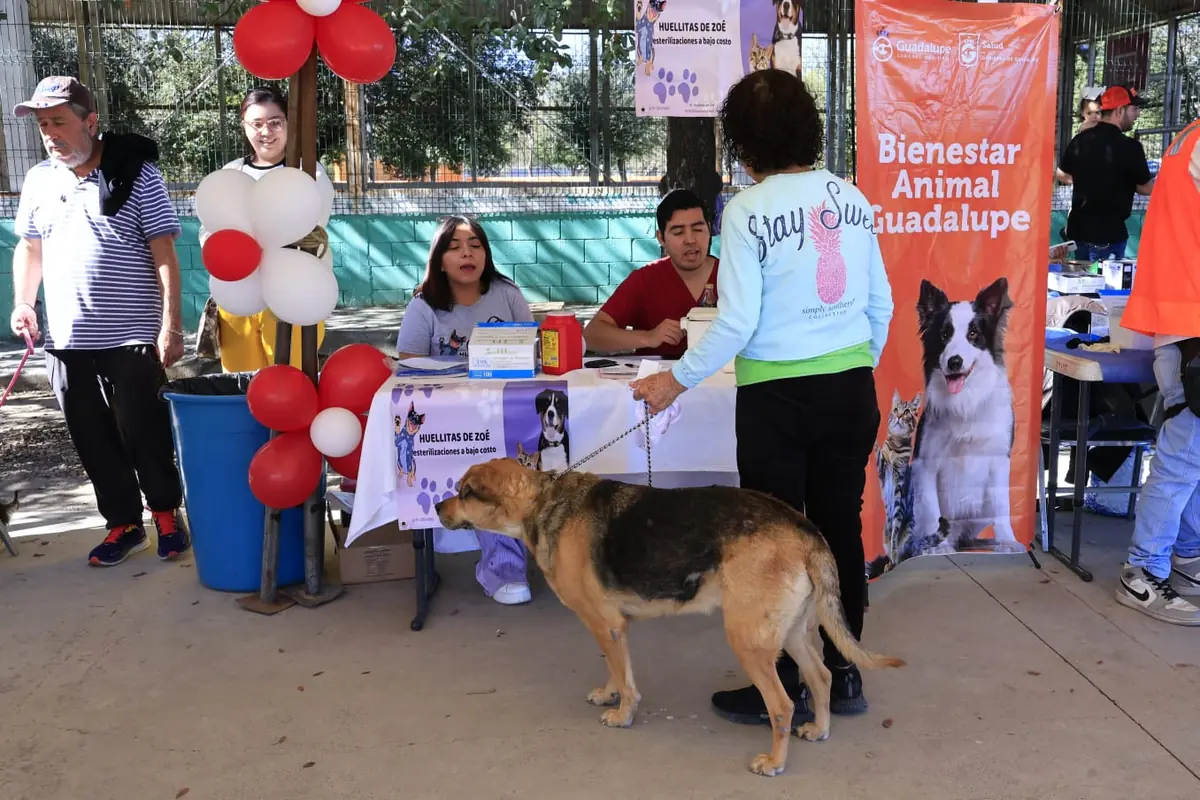 Gobierno de Guadalupe emite recomendaciones para proteger animalitos del calor extremo.