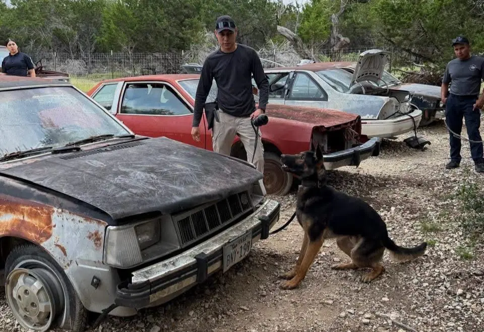 La Fiscalía de Nuevo León capacita a su personal canino en técnicas internacionales para mejorar la investigación.