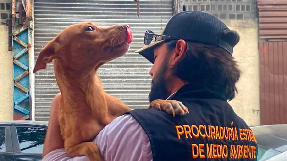 La intervención estatal también incluye limpieza de espacios públicos en la entidad.