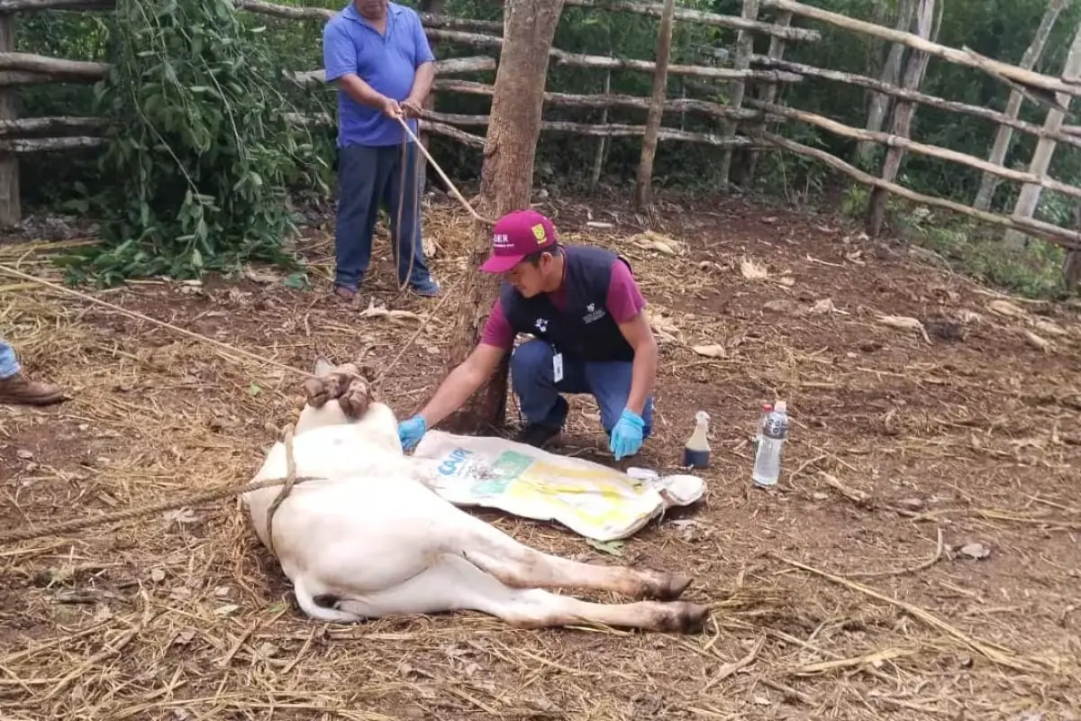 La Secretaría de Desarrollo Rural atiende un nuevo caso en Tahdziú, reforzando la vigilancia ante la propagación del parásito.