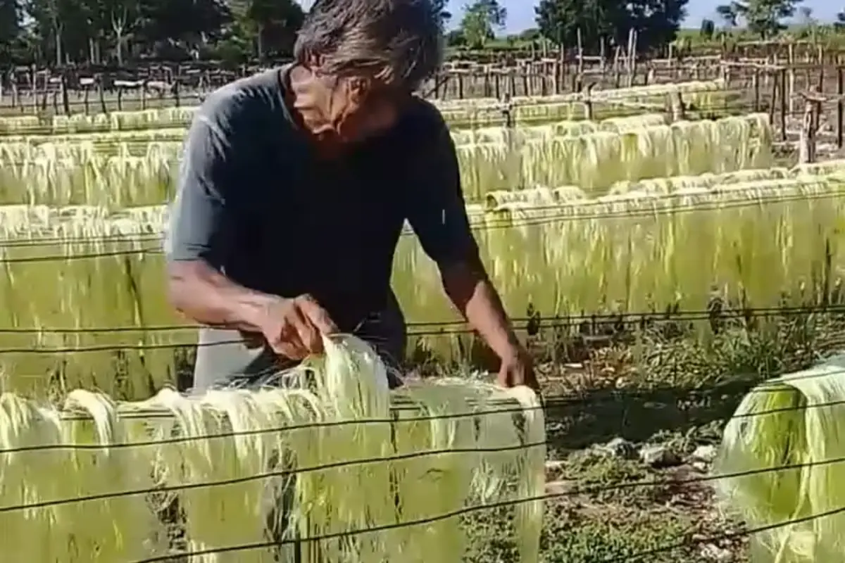 El FIRA busca reactivar el cultivo del henequén ante la creciente demanda.