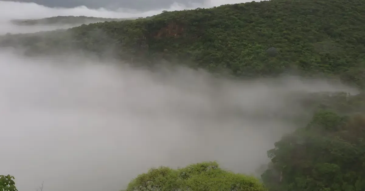 El estado incrementa sus esfuerzos de restauración forestal con metas ambiciosas para 2026.