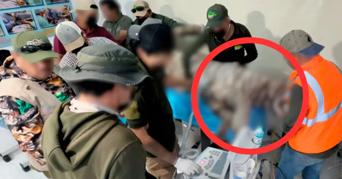 La muerte de Kenzo genera cuestionamientos sobre la actuación de las autoridades ambientales en el rescate del felino.