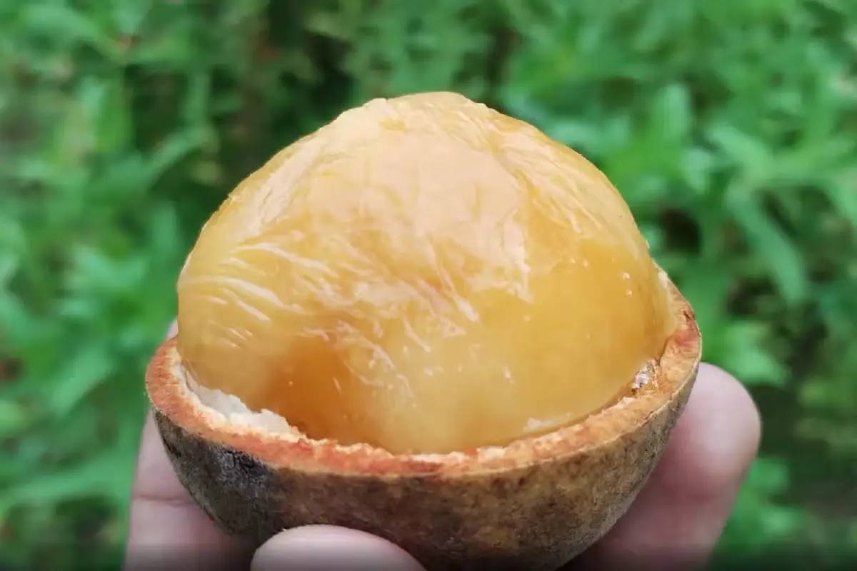 Este fruto nativo es parte de la riqueza biocultural de la región y está amenazado por la modernidad.