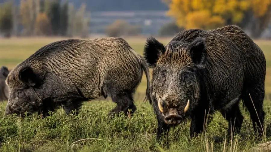 El jabalí se expande en diez provincias, causando serios daños al medio ambiente y la agricultura.
