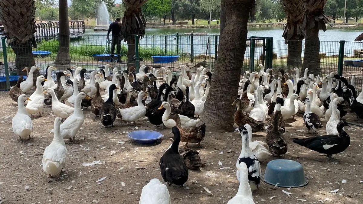 Los patos del parque permanecen seguros hasta el fin del evento para evitar estresarlos.